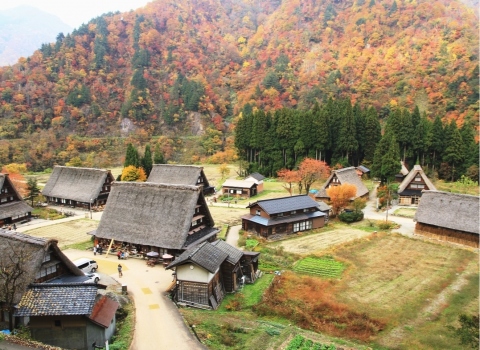 🌳Private Car tour to SUGANUMA, another World Heritage Site, with guide (English, French, Chinese)🌳